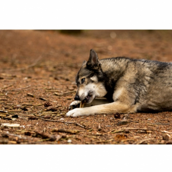 Viking Antler Hard Rothirschgeweih M